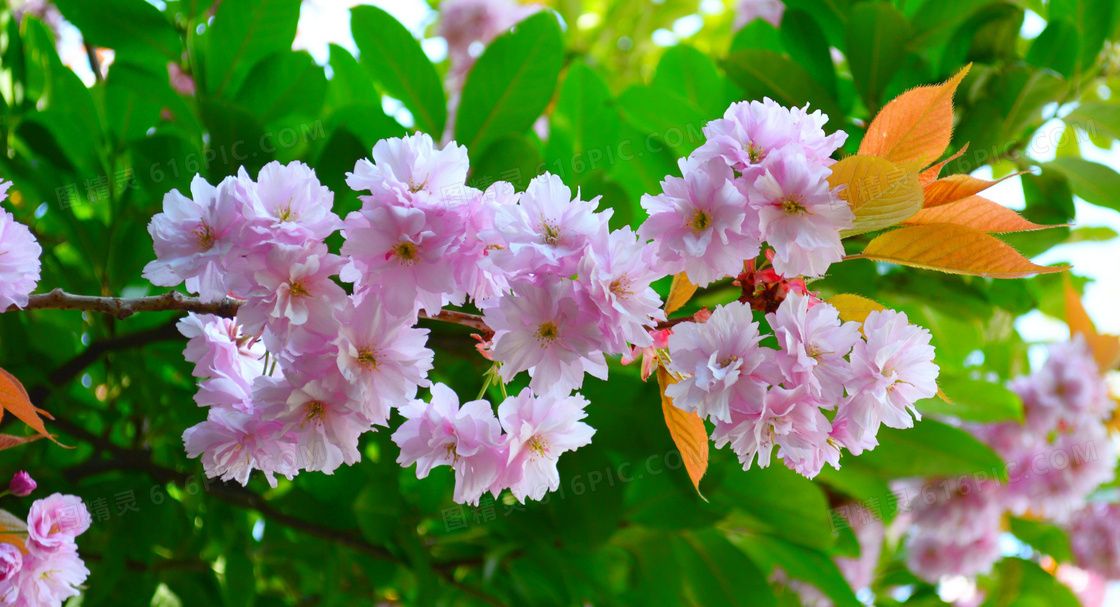 粉色清新樱花枝樱花图片