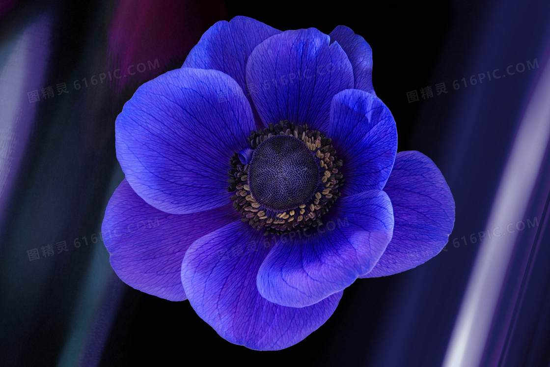 紫色银莲花朵图片
