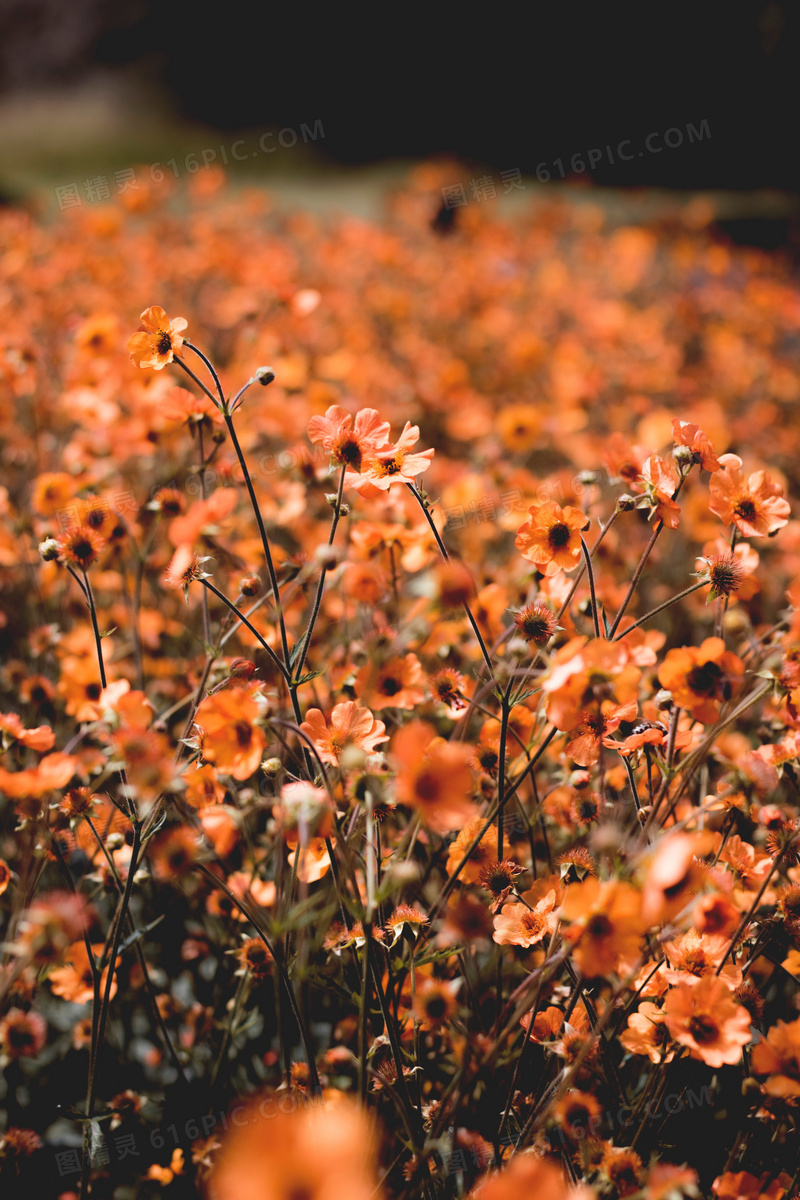 橙色花朵花丛图片 橙色花朵花丛图片大全