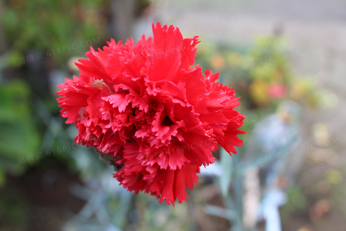 高清红色花朵摄影图片