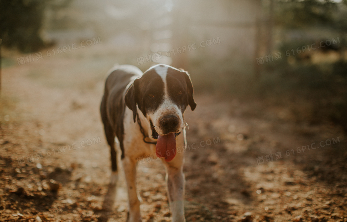 流浪中华田园犬图片 流浪中华田园犬图片大全