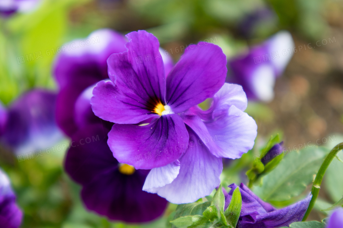 高清紫色花朵摄影图片