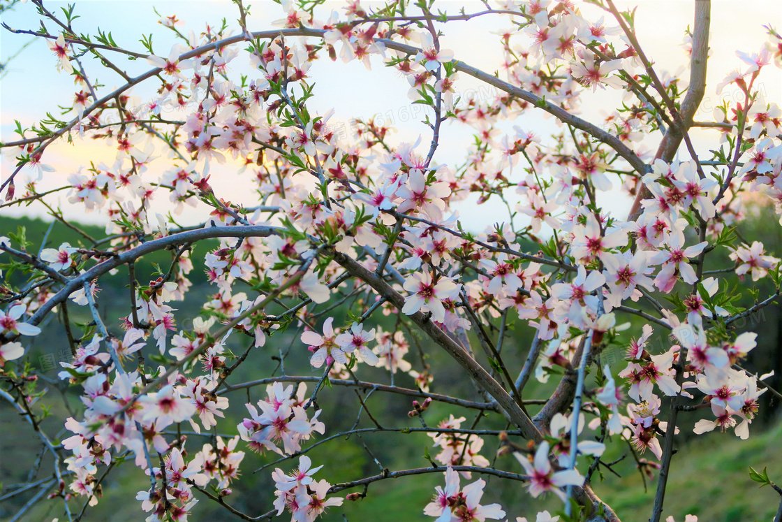 桃花枝绽放桃花图片