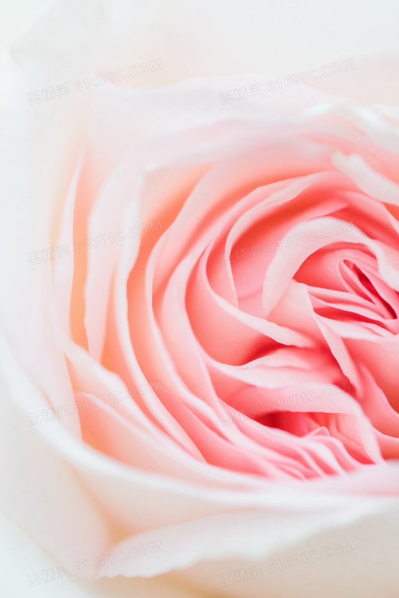 粉色唯美微距玫瑰花图片