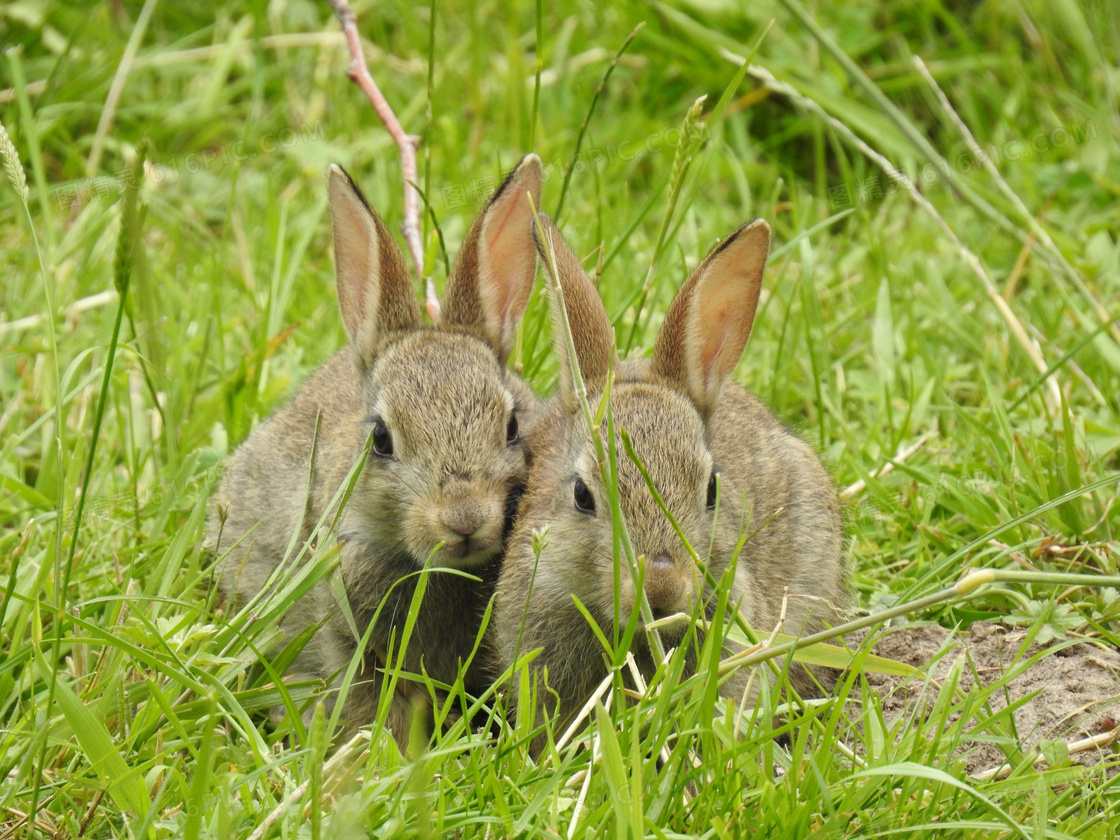 两只灰色小兔子图片
