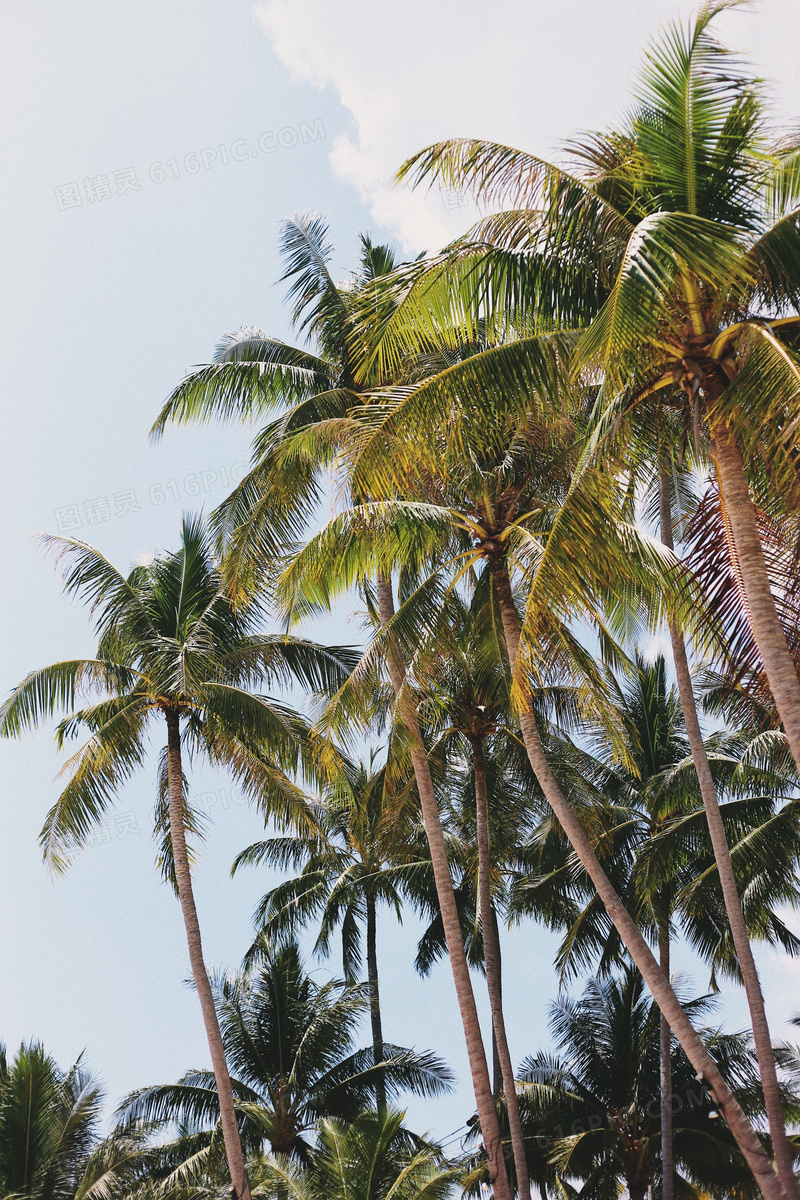 高大椰子树图片 高大椰子树图片大全