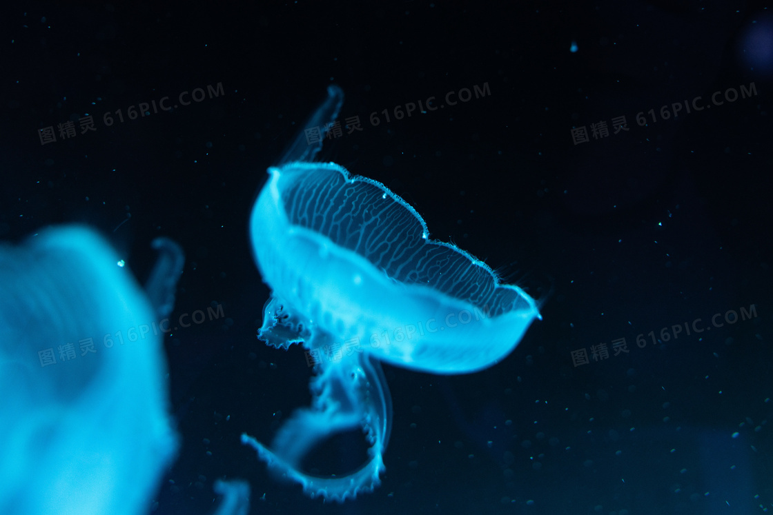 蓝色荧光水母图片 蓝色荧光水母图片大全