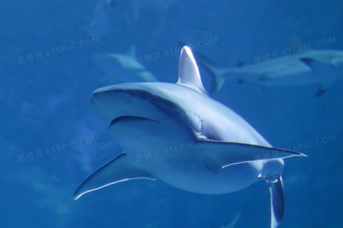 海底大鲸鱼jpg图片免费下载_编号dz2ohk80v_图精灵