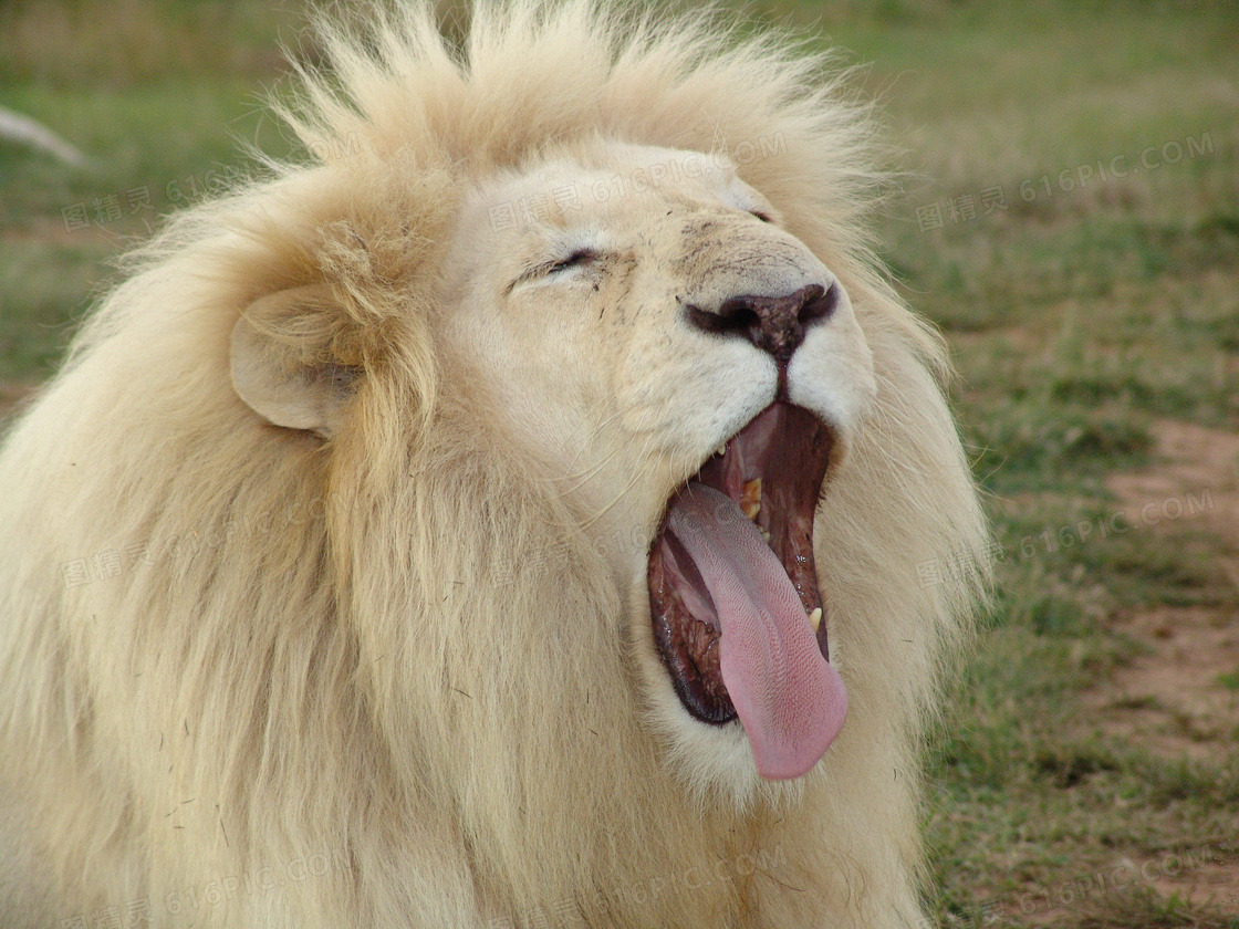 野生狮子哺乳动物吃斑马非洲大草原肯尼亚高清摄影大图-千库网