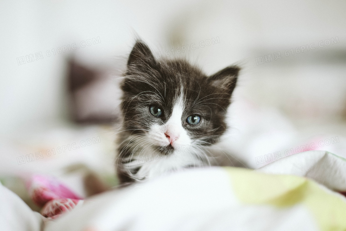 可爱卖萌小奶猫图片