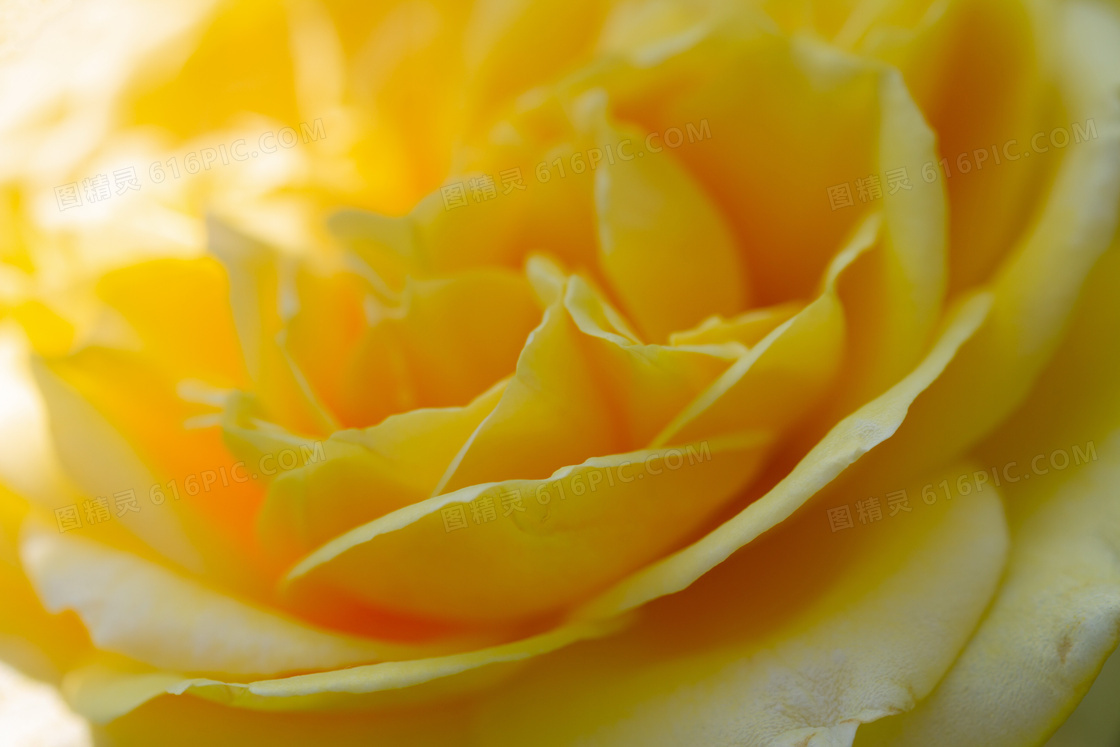 黄色玫瑰花局部特写图片