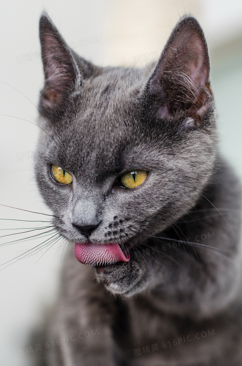 灰色可爱猫咪图片 灰色可爱猫咪图片大全