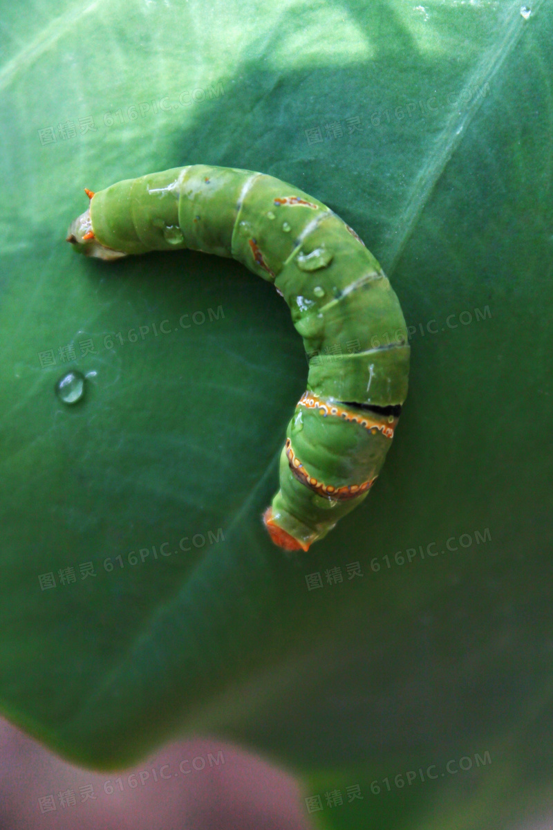 绿色昆虫图片