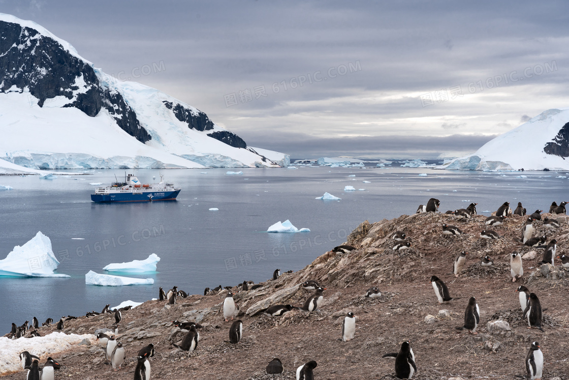 可爱南极小企鹅图片 可爱南极小企鹅图片大全