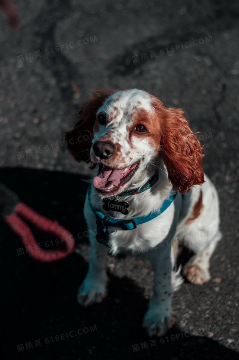 短毛可卡犬图片