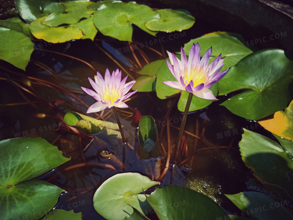 莲花池睡莲花图片