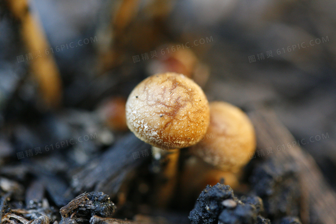 菌类蘑菇摄影图片