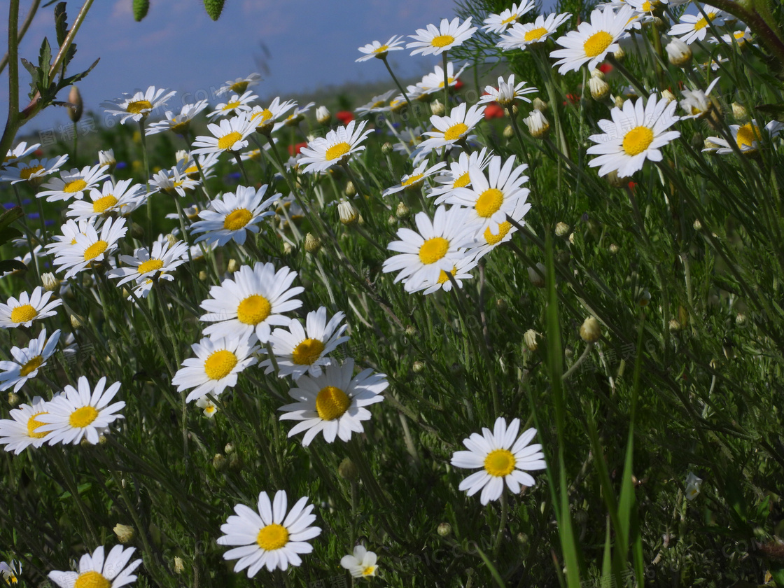 野生雏菊花海图片