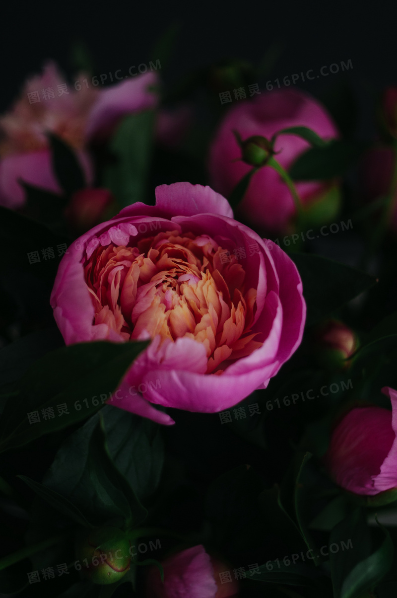 艳丽牡丹花花朵图片 艳丽牡丹花花朵图片大全