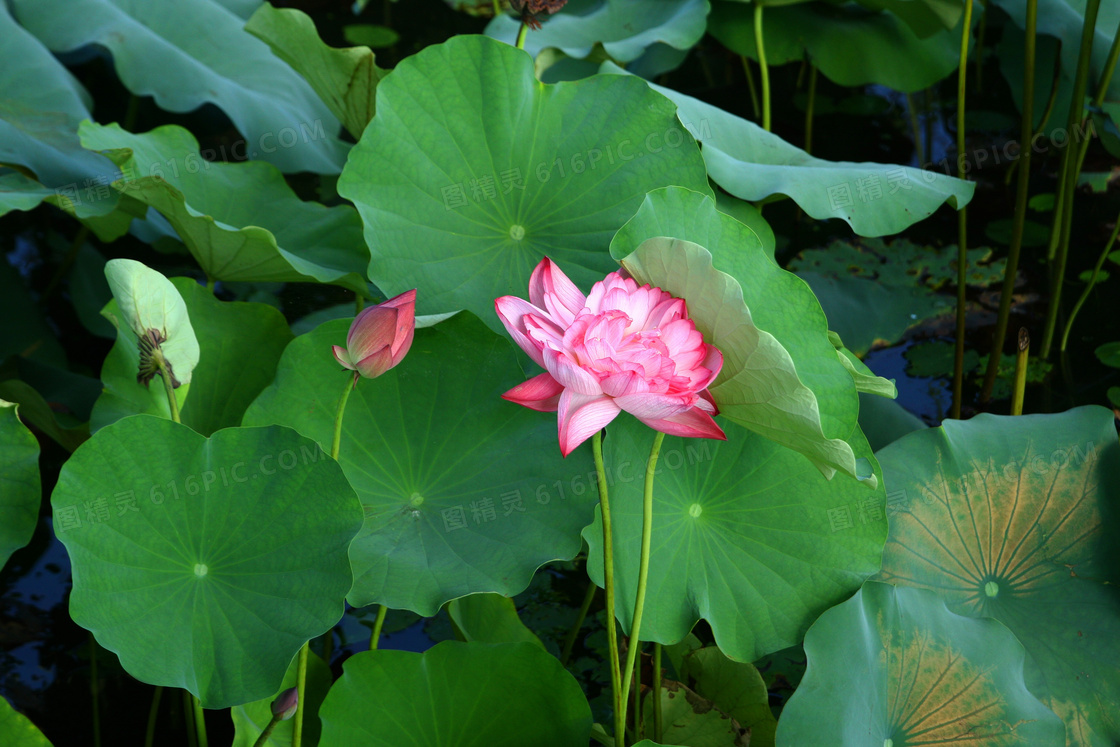 夏季池塘荷花风景图片