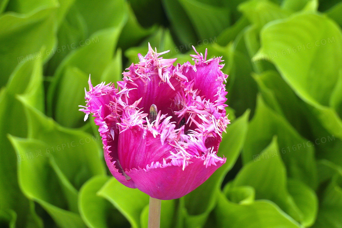 郁金香花特写图片