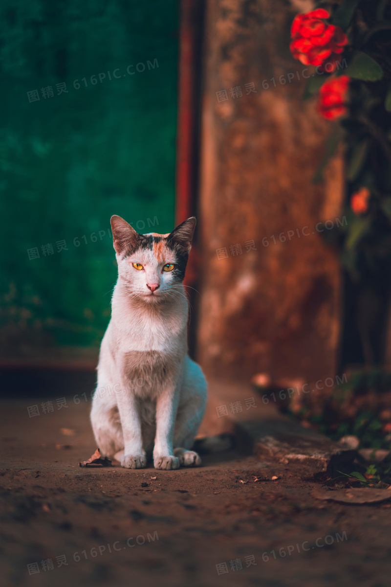 流浪花猫图片 流浪花猫图片大全