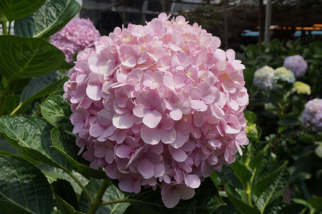 淡粉色绣球花图片