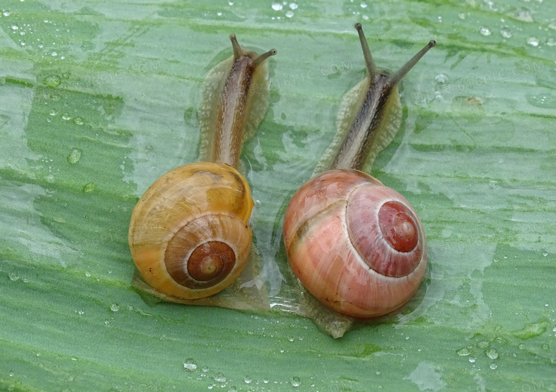 两只小蜗牛图片