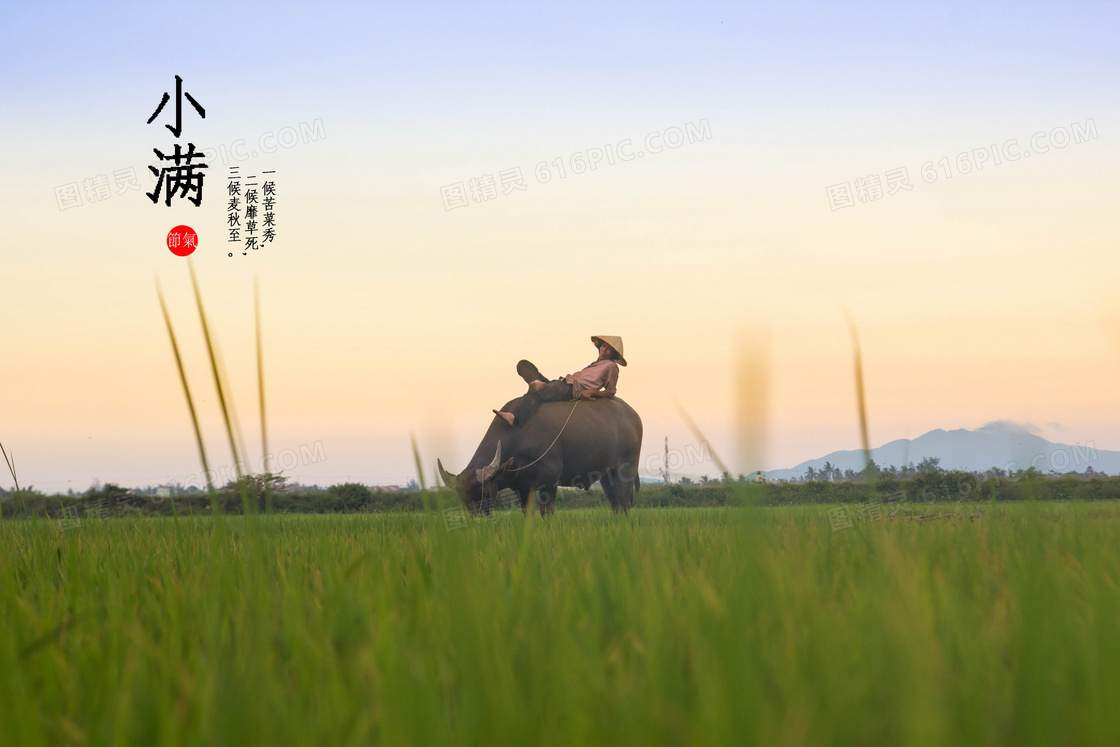 小满三候节气图片