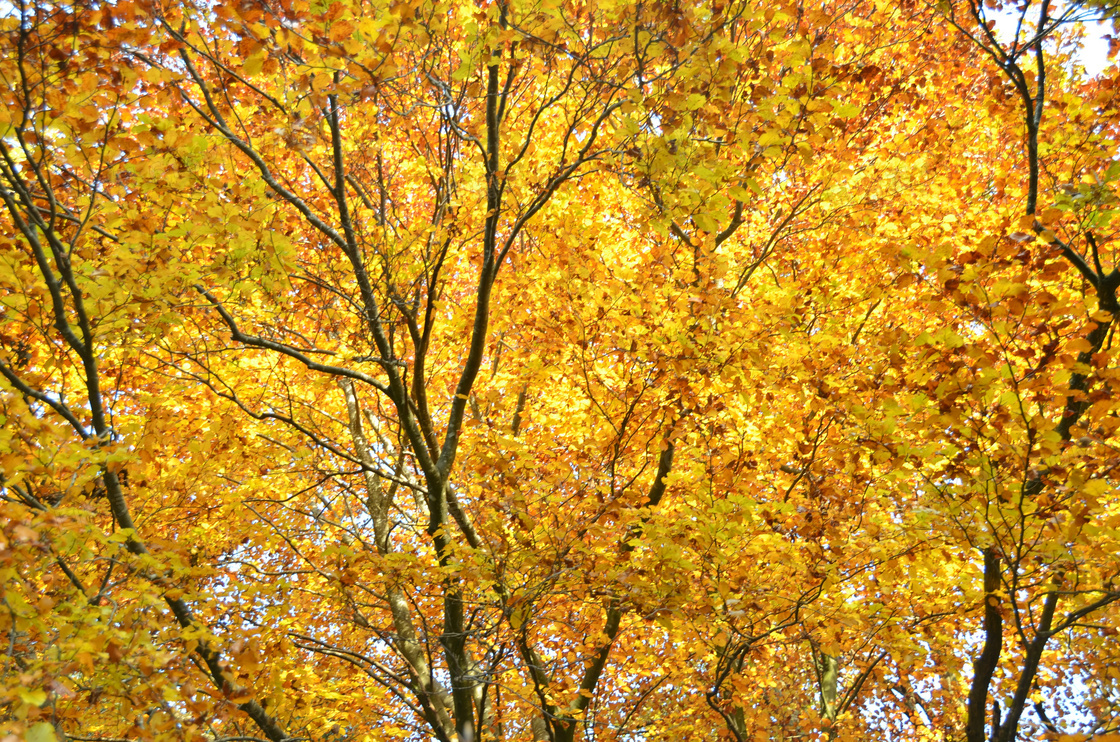 秋季金黄树叶图片