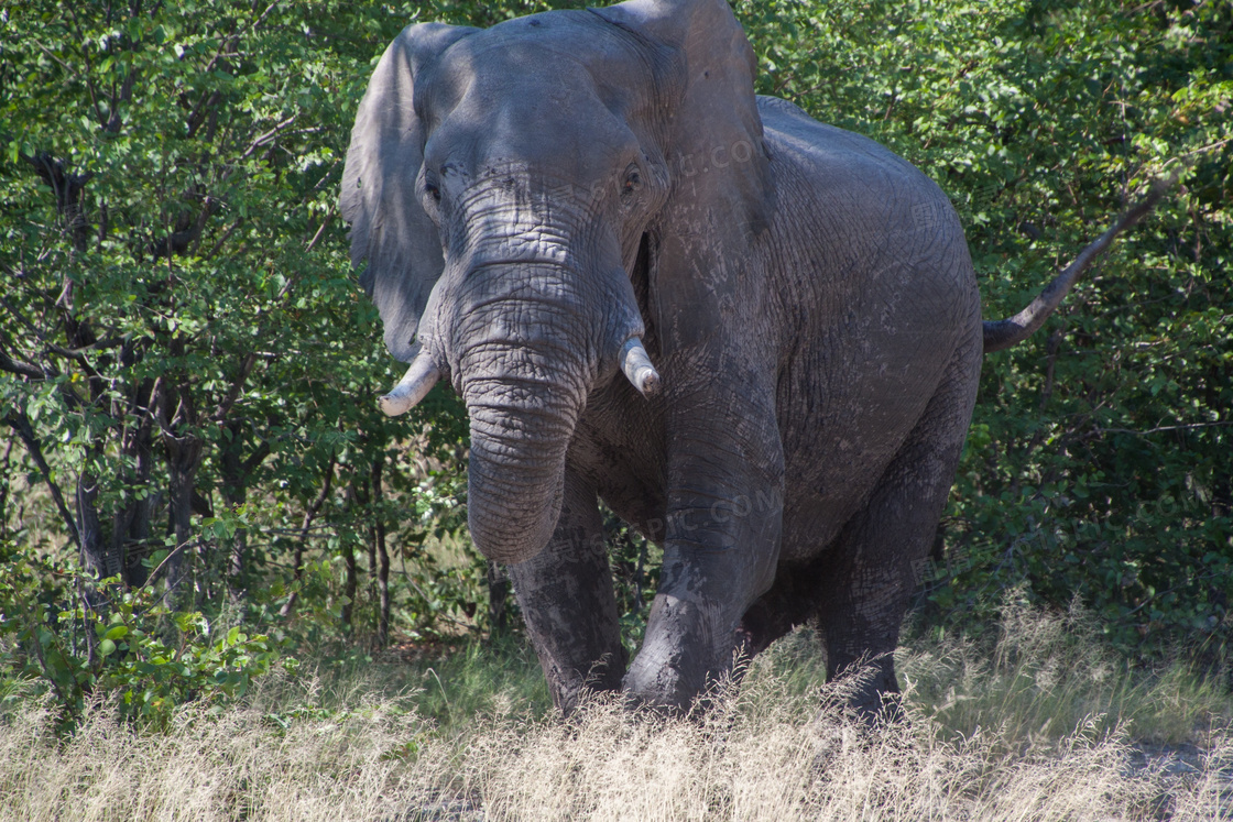 南非丛林大象图片