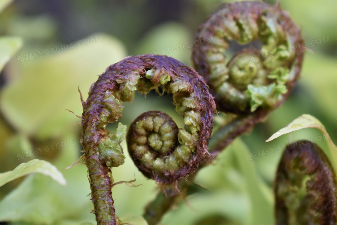 野菜蕨类植物图片