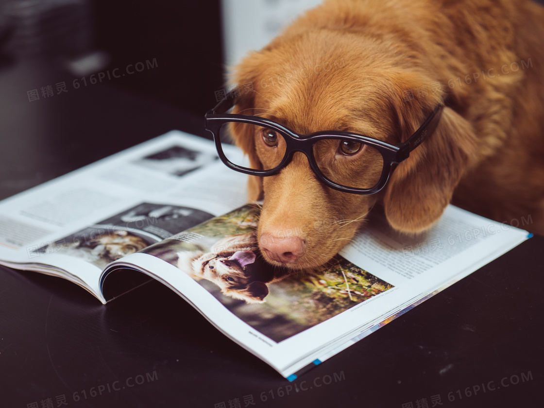 可爱金毛犬写真图片