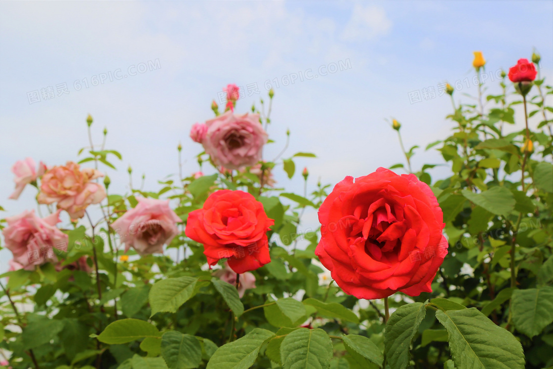 花园玫瑰花朵图片