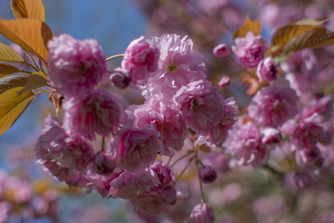 粉色樱花花朵摄影图片