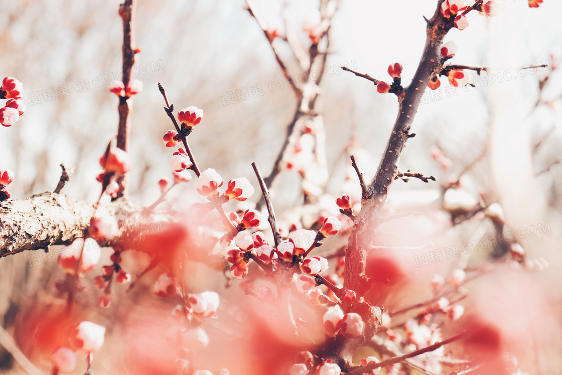 春天的红梅花图片 春天的红梅花图片大全