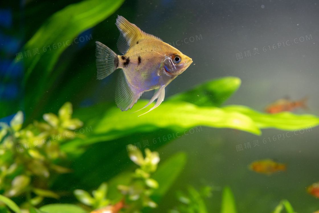 水族馆观赏小鱼图片