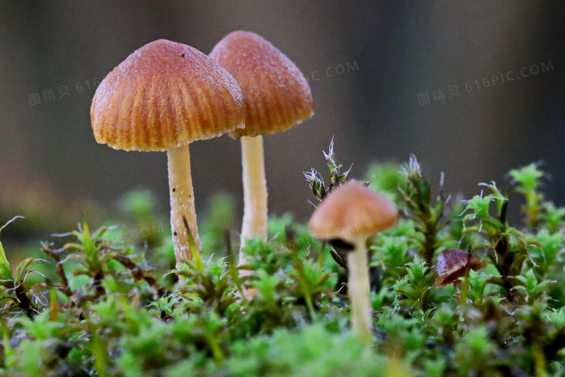 地面小蘑菇摄影图片