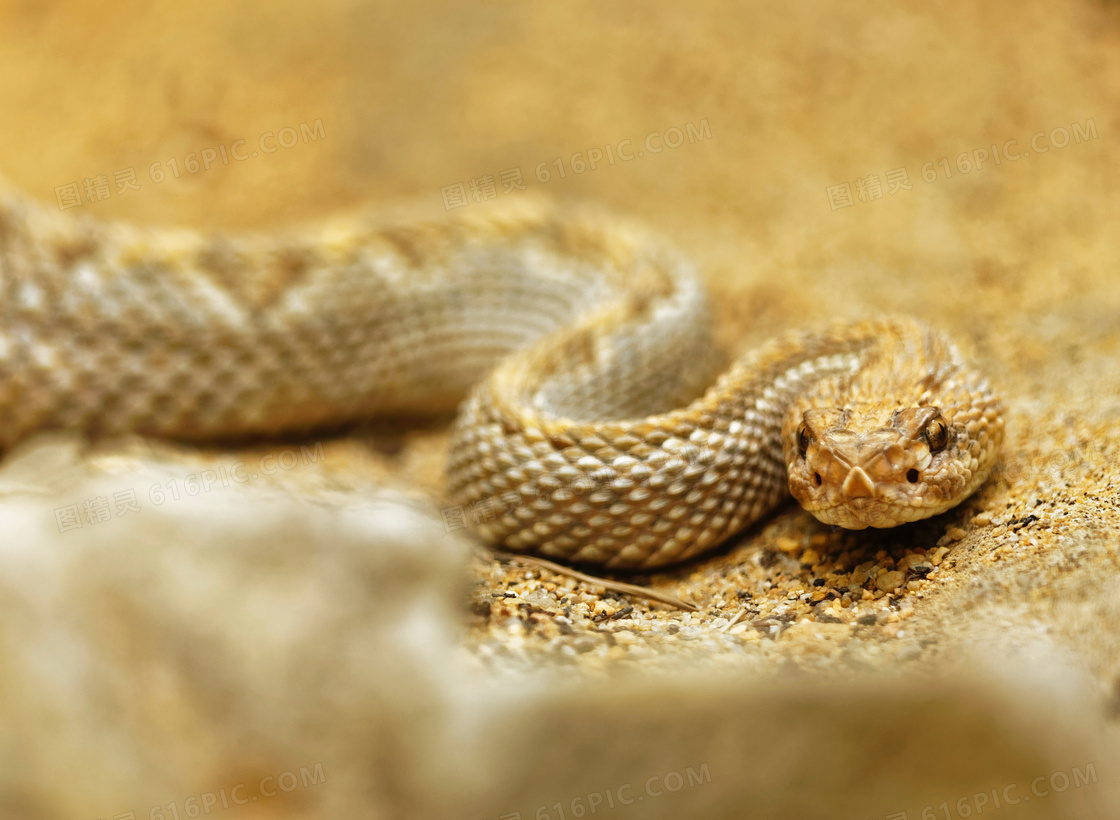 加蓬蝰蛇：拥有世上最长的毒牙，性格却极为温柔，成为人类的宠儿_猎物