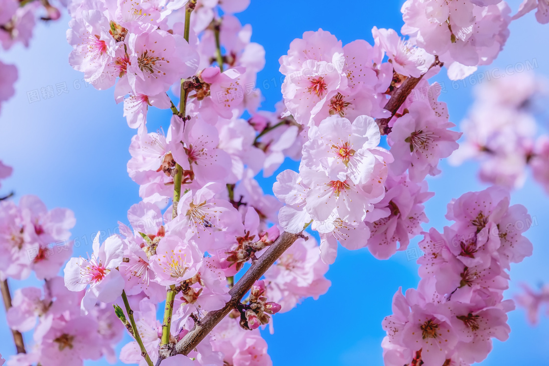 日本樱花观赏图片