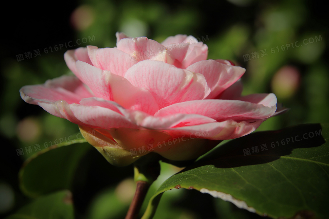 粉色茶花开花图片