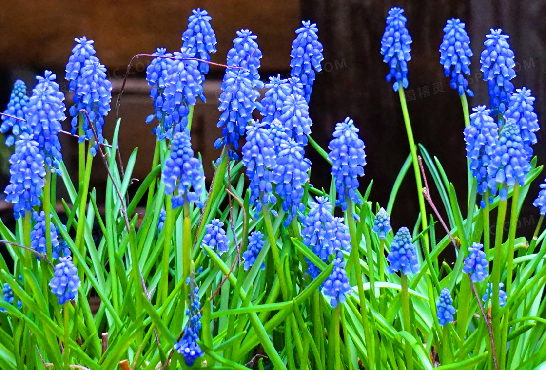 藍色風信子花圖片