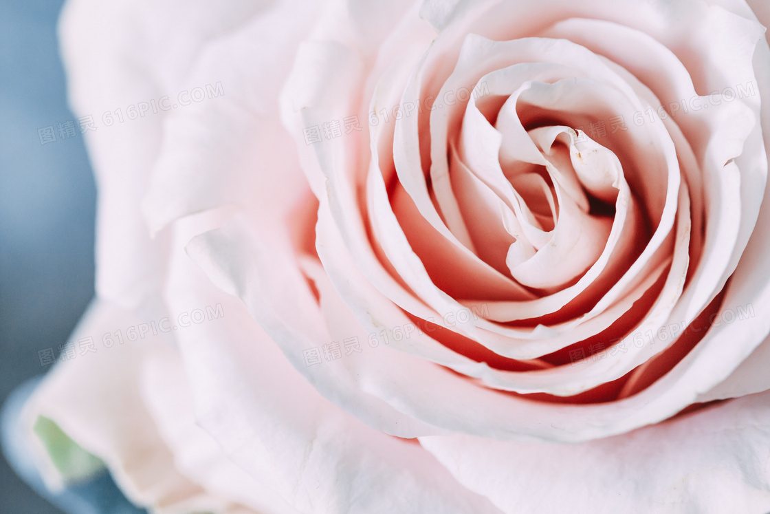 粉色玫瑰微距摄影图片