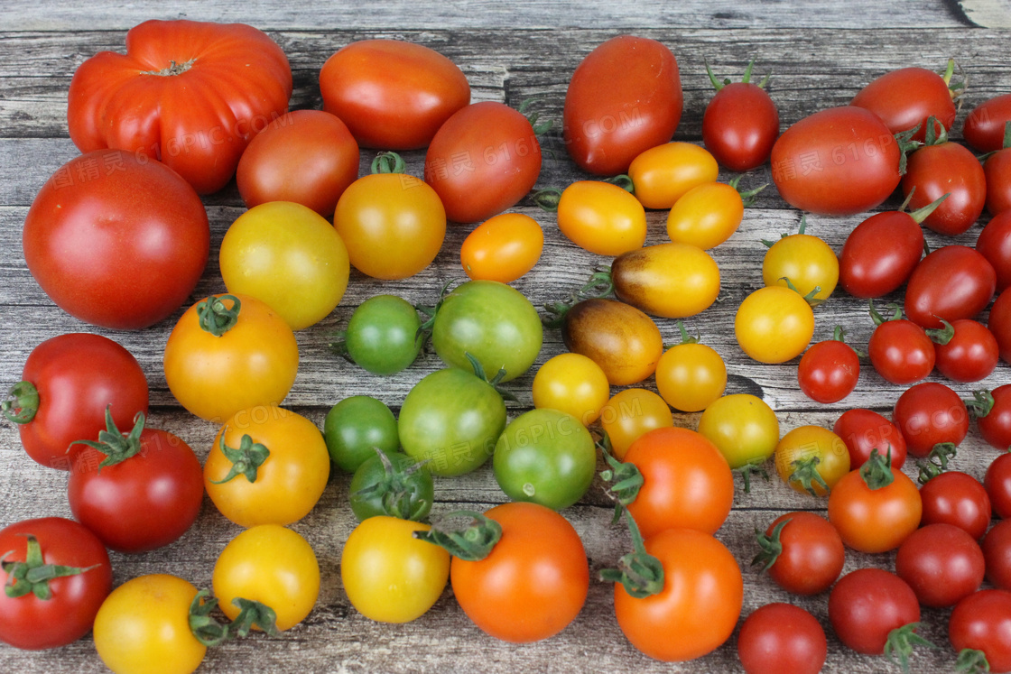 营养番茄图片
