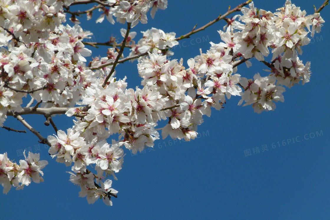 春天桃花开花图片