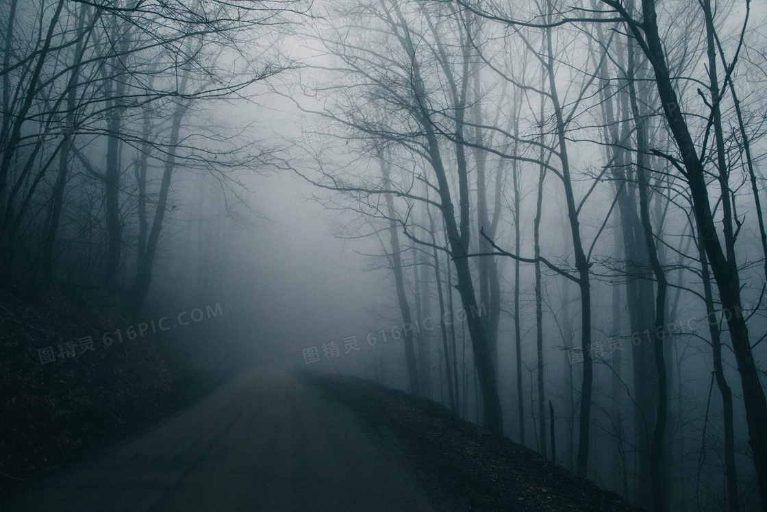 浓雾弥漫的树林图片