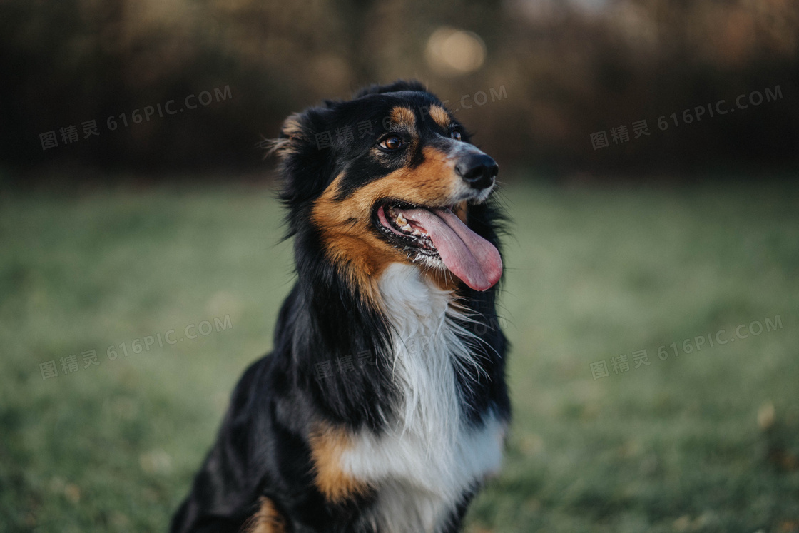 纯种黑色澳牧犬图片