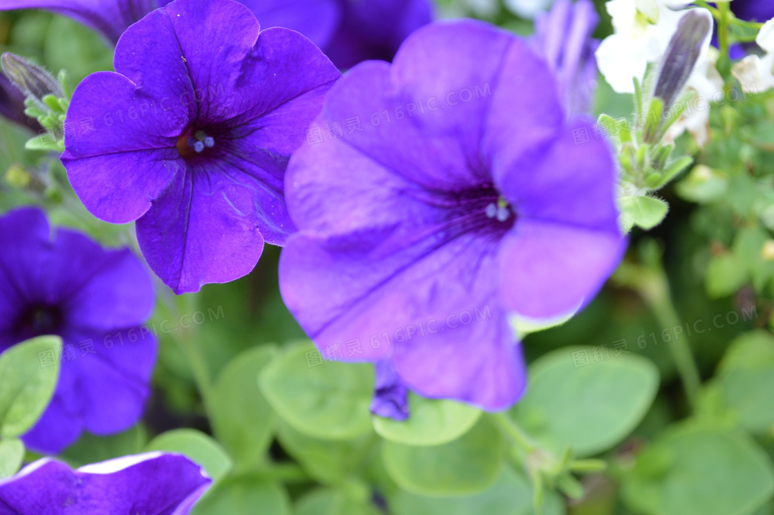 紫色鲜花开花图片