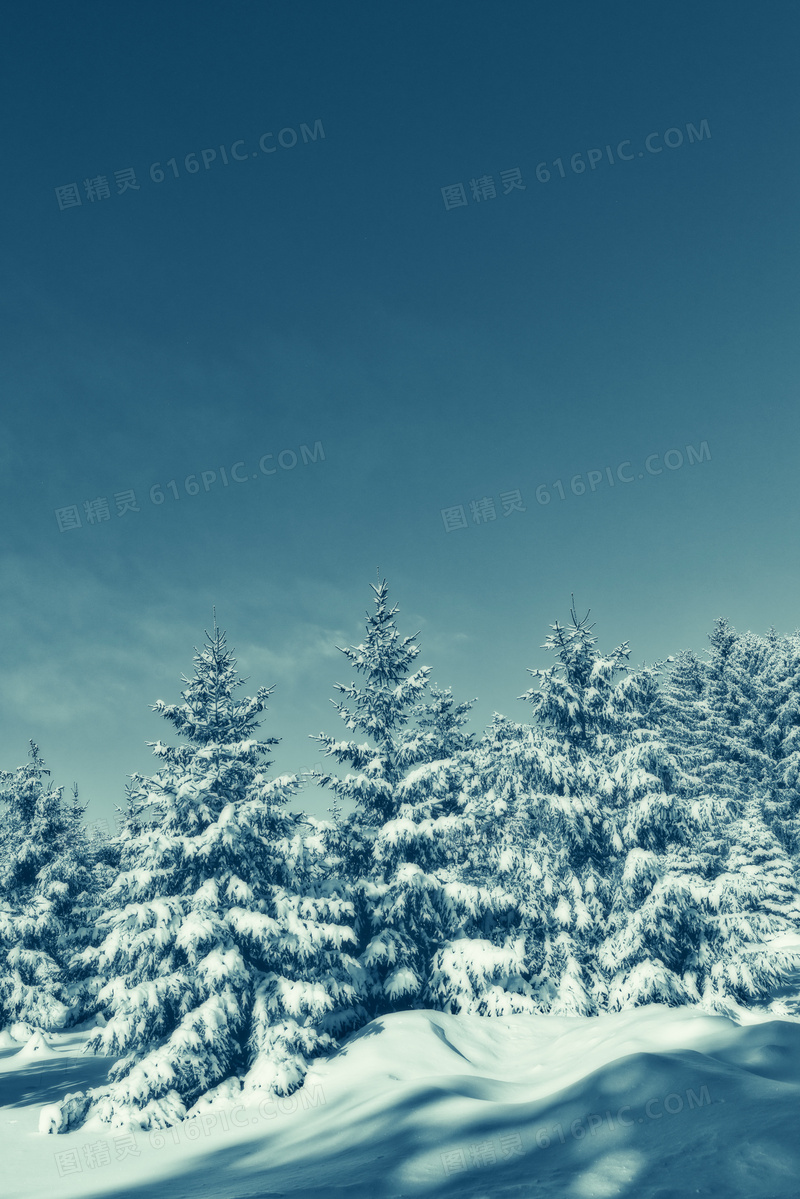 蓝天树林雪景图片 蓝天树林雪景图片大全