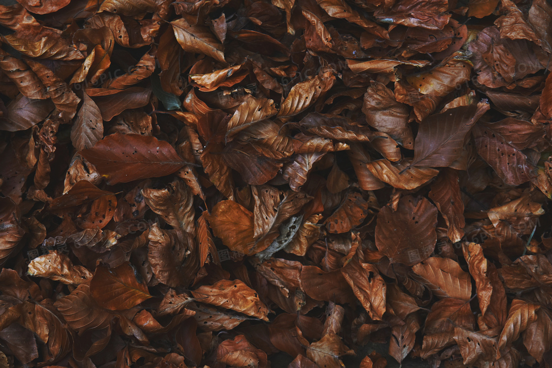 干枯的树叶背景图片
